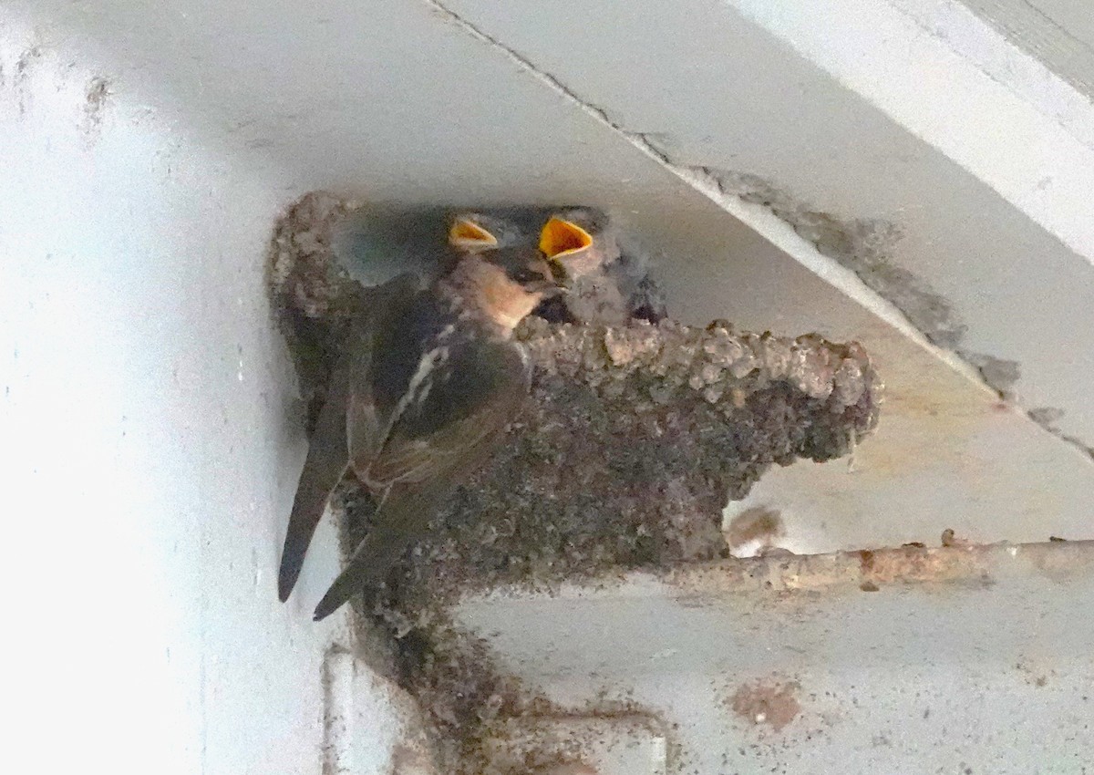 Cave Swallow - ML461409381