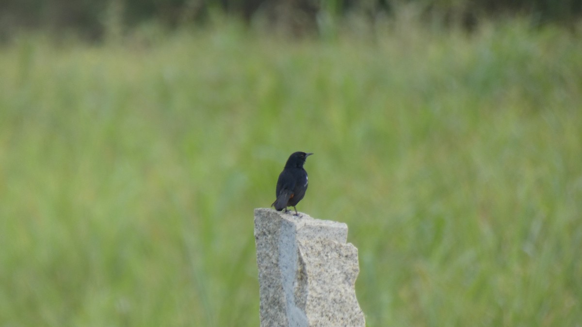 Indian Robin - ML461410701