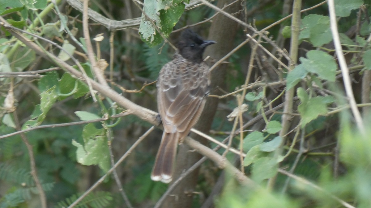 Bulbul à ventre rouge - ML461410781