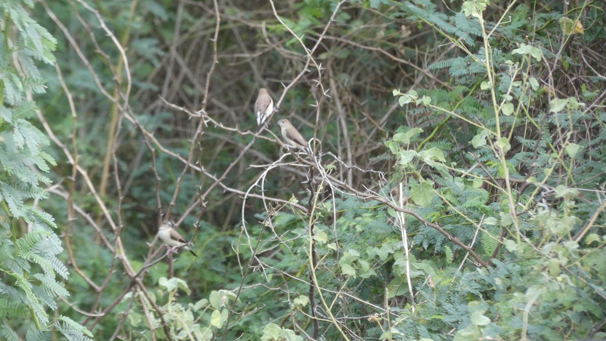 Indian Silverbill - ML461410871