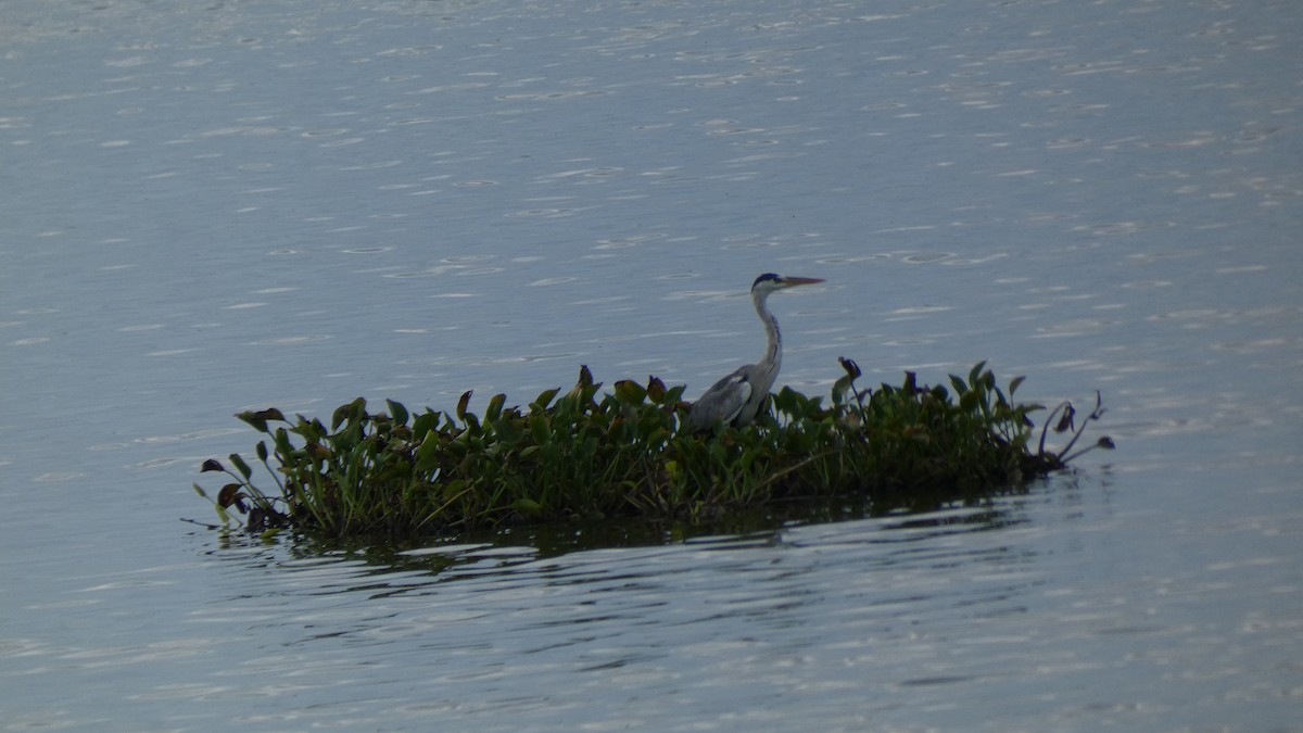 Gray Heron - ML461410921