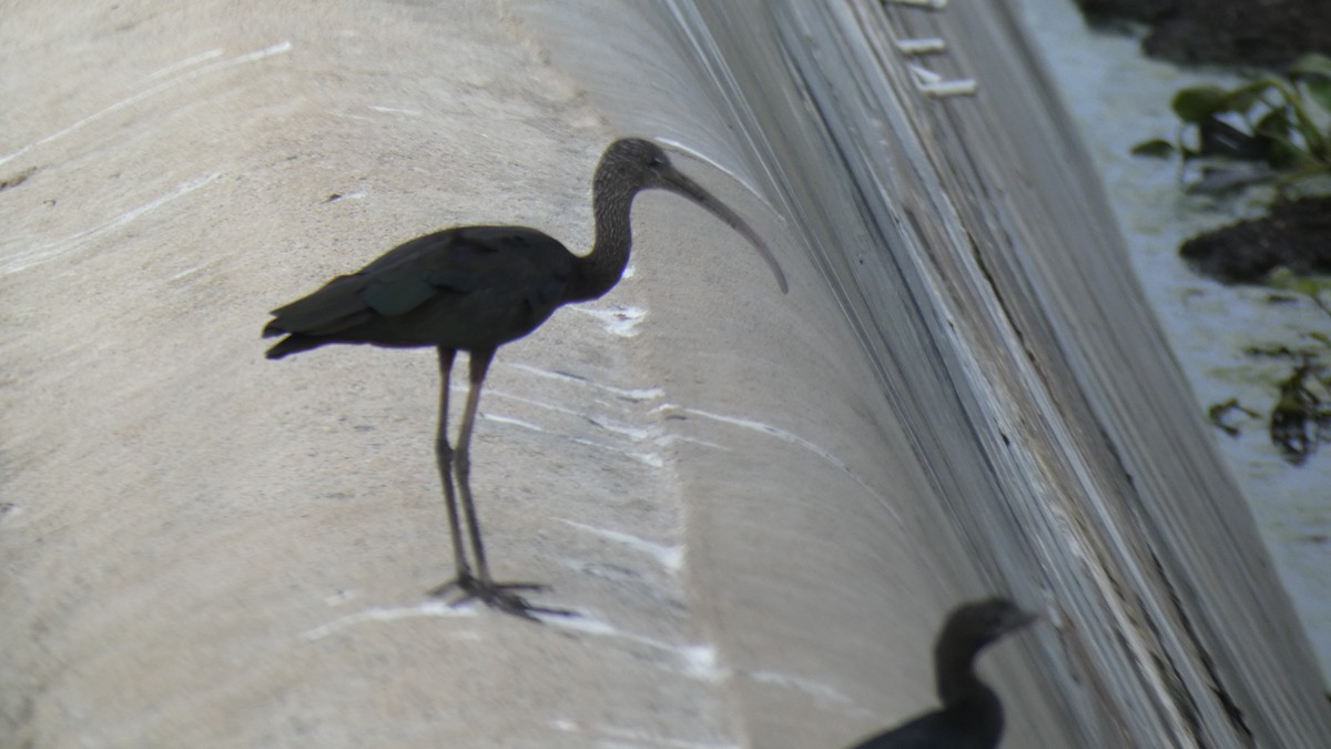 Glossy Ibis - ML461410991