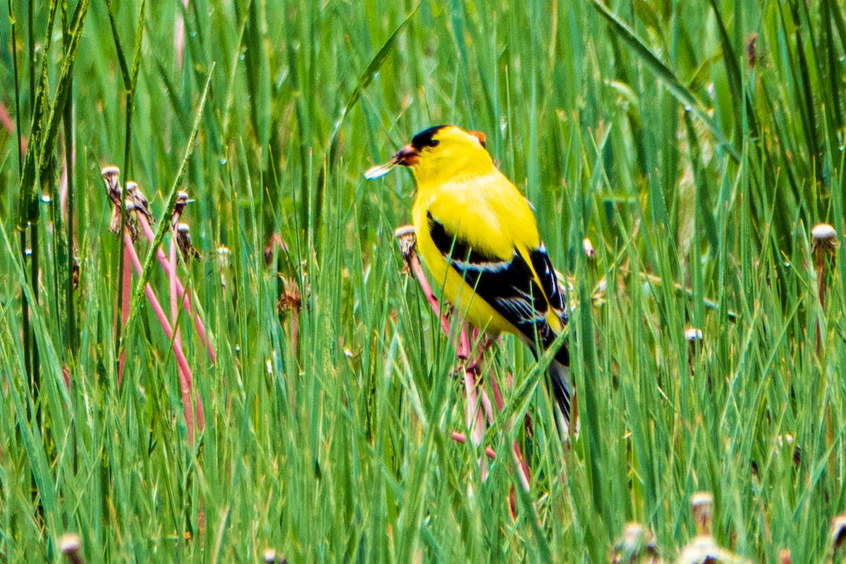 American Goldfinch - ML461411031