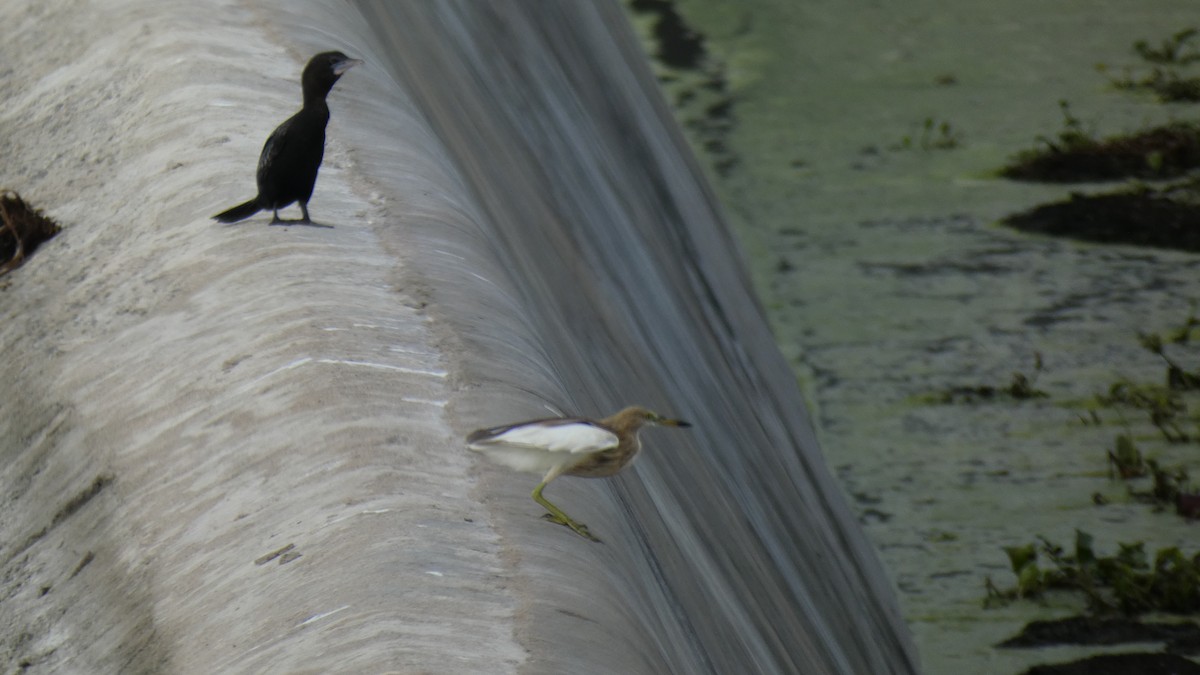 Little Cormorant - ML461411081