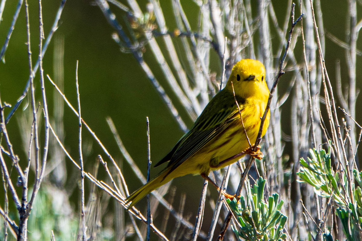 Yellow Warbler - ML461411281