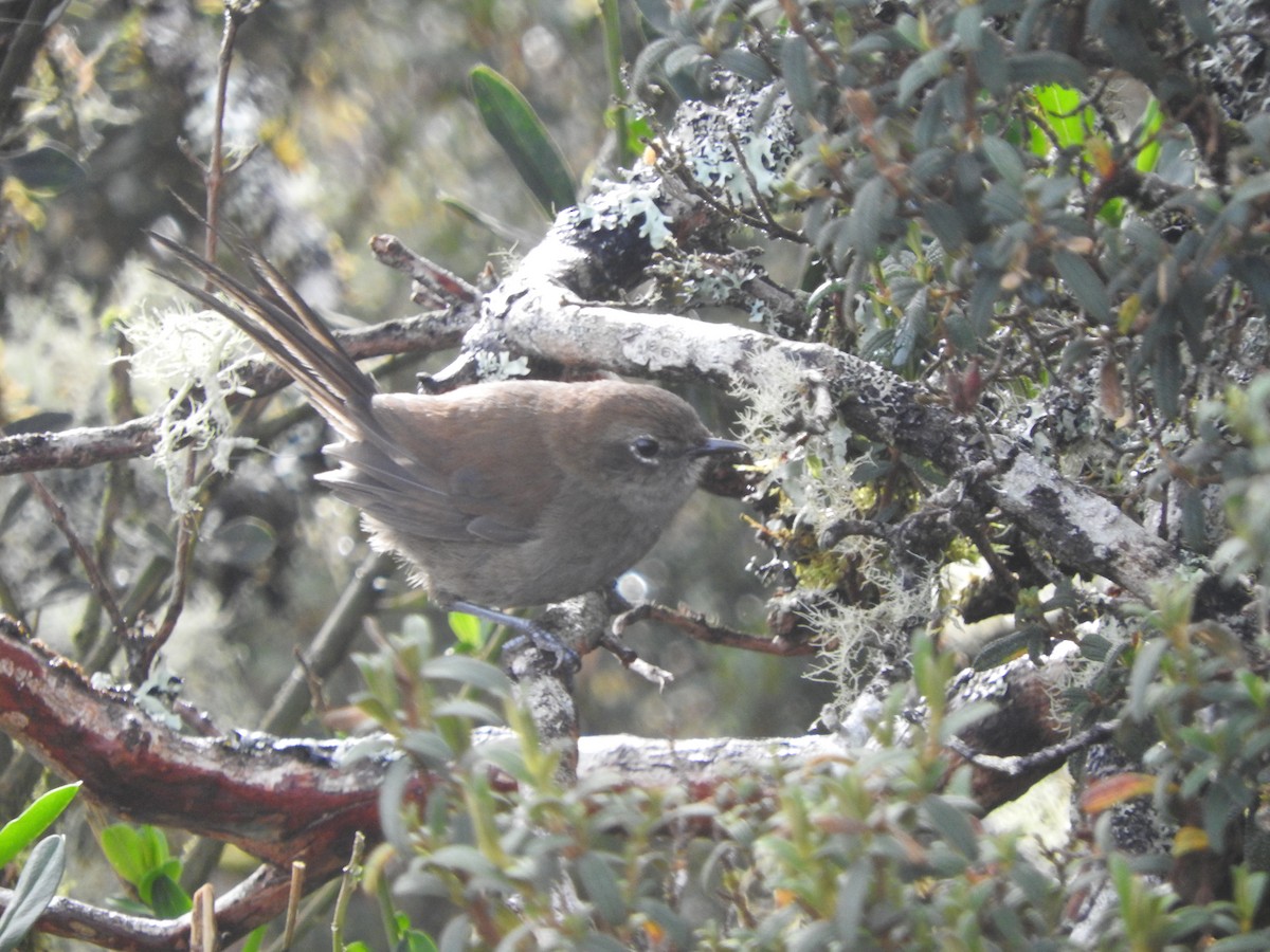 Mouse-colored Thistletail - Agustin Carrasco