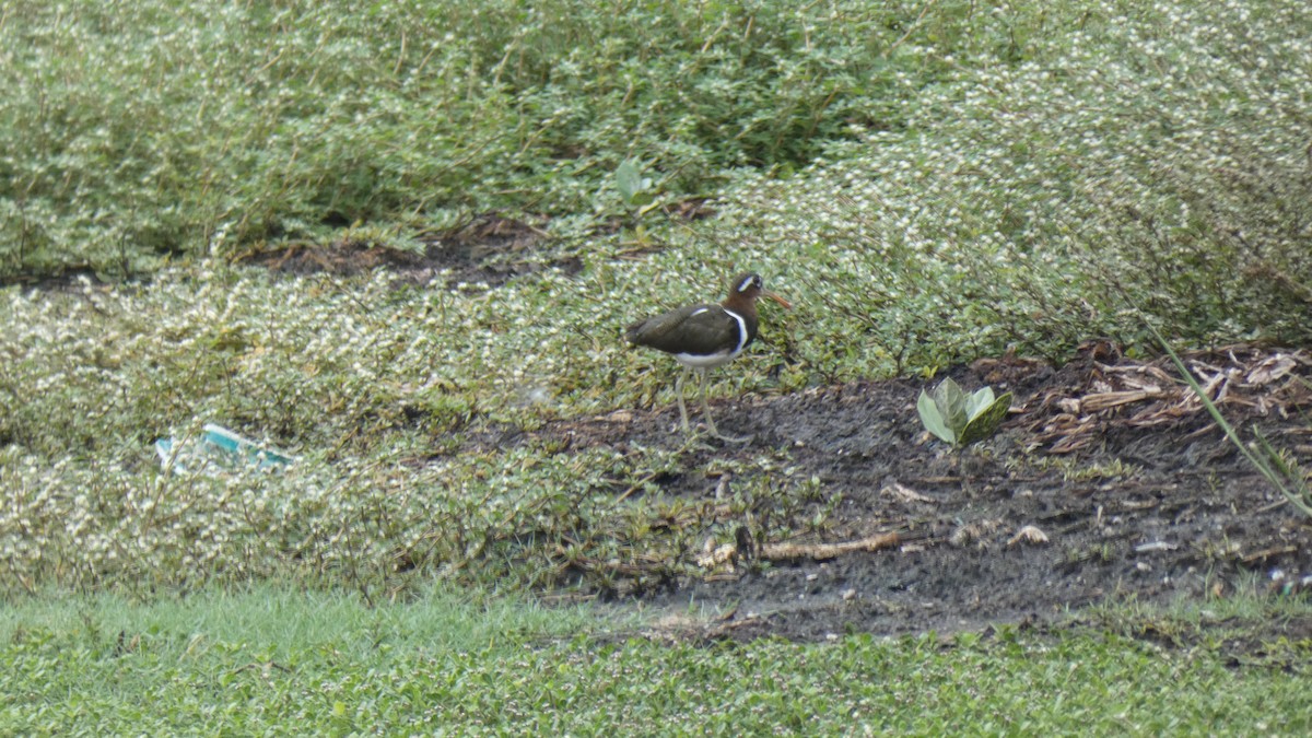 Greater Painted-Snipe - ML461411821