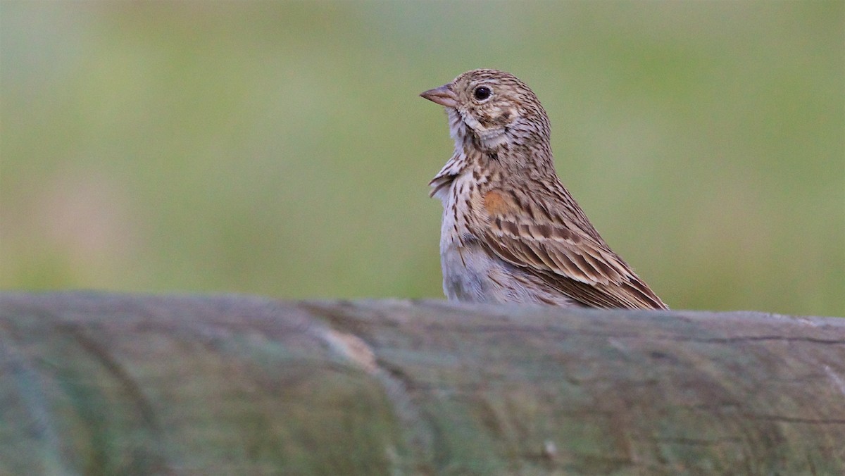 Vesper Sparrow - ML461412101