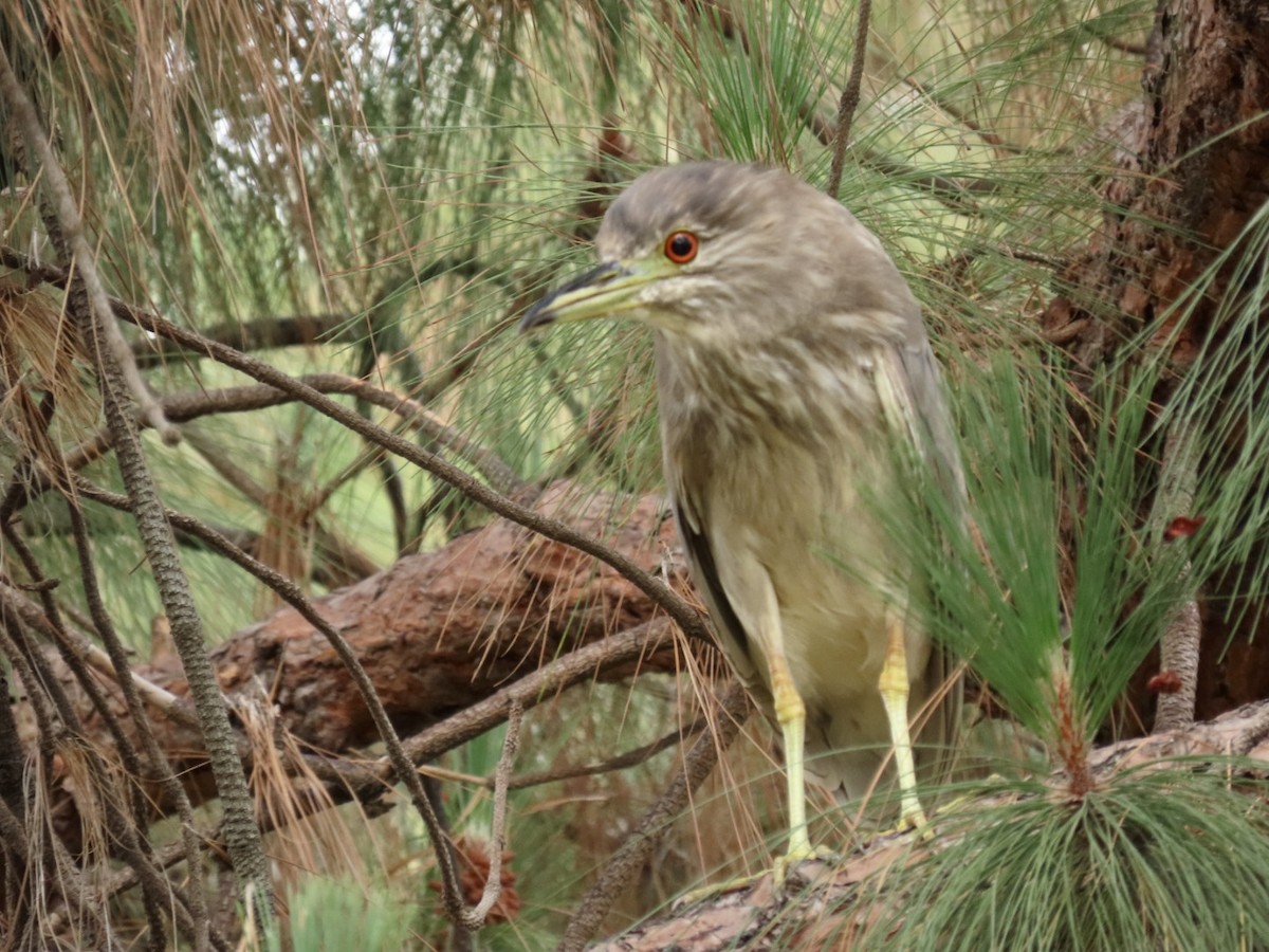 Black-crowned Night Heron - Nancy Salem