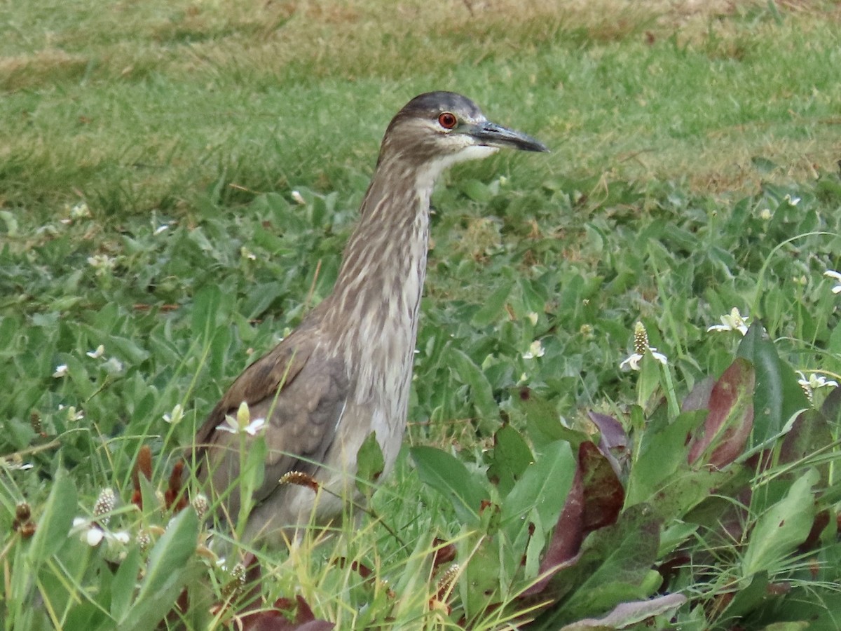 Black-crowned Night Heron - Nancy Salem