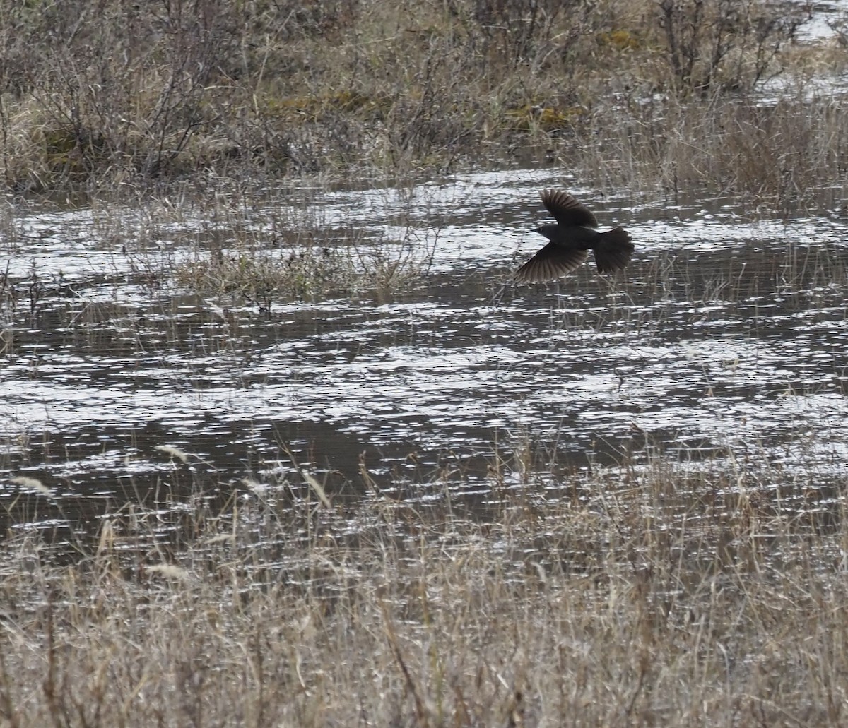 Rusty Blackbird - ML461413771