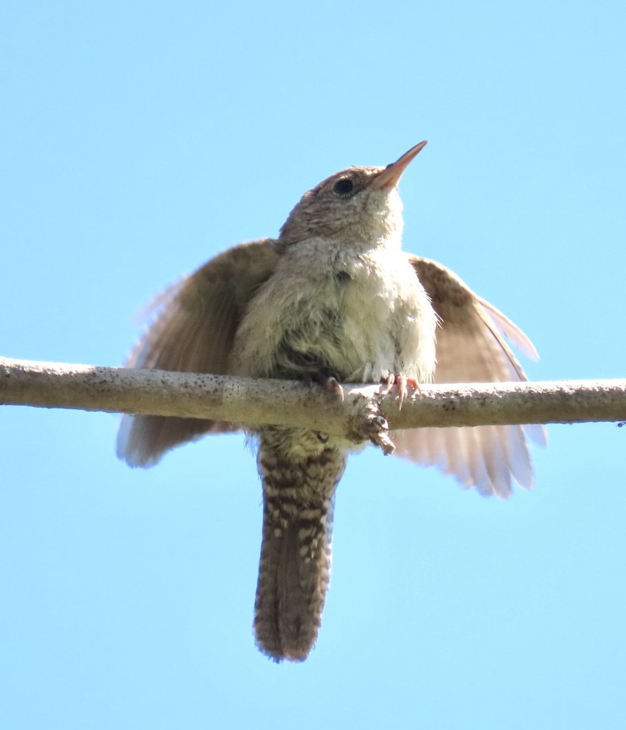 House Wren - ML461413781