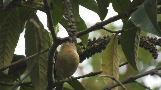 Cinereous Conebill - ML461414111