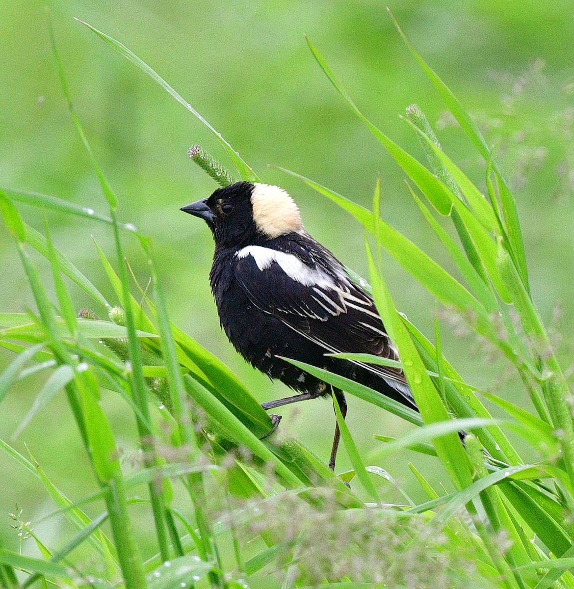 bobolink americký - ML461414271