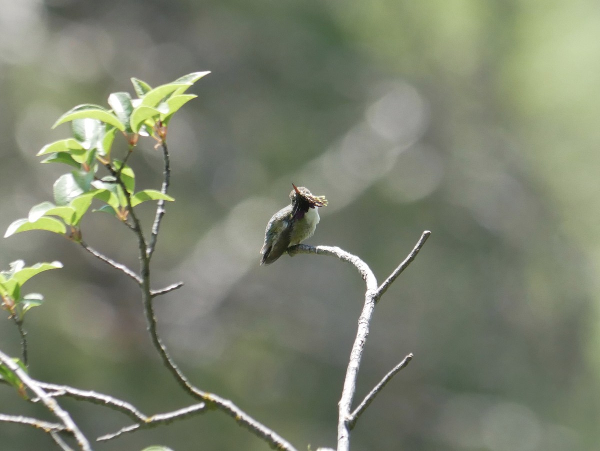 Calliope Hummingbird - Gail Smith