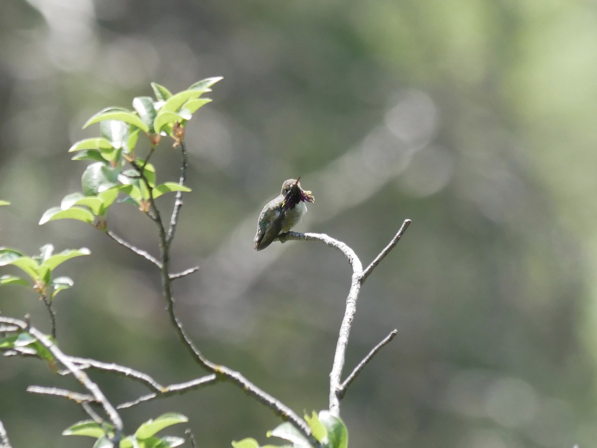 Calliope Hummingbird - Gail Smith