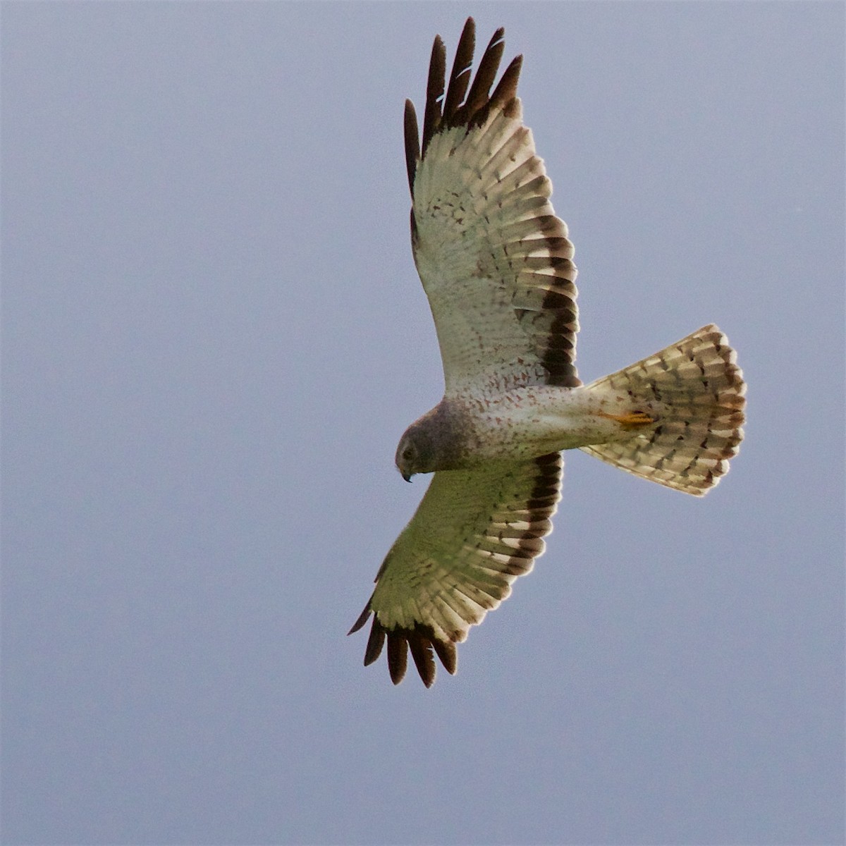 Northern Harrier - Ed Harper