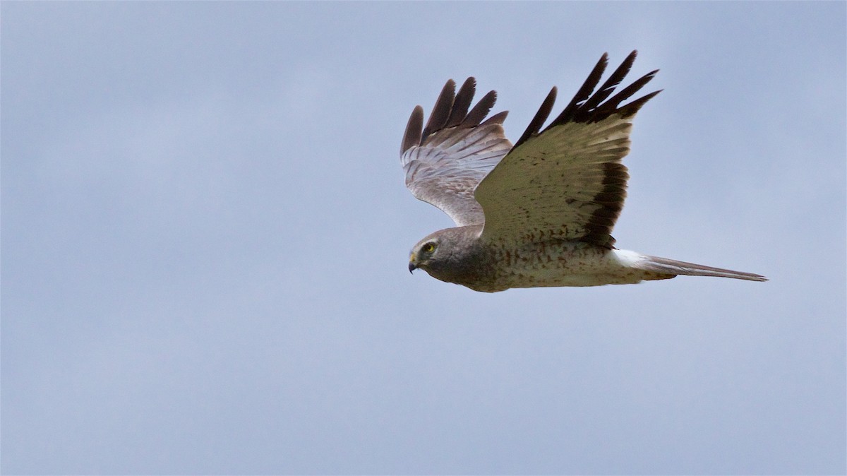 Northern Harrier - Ed Harper