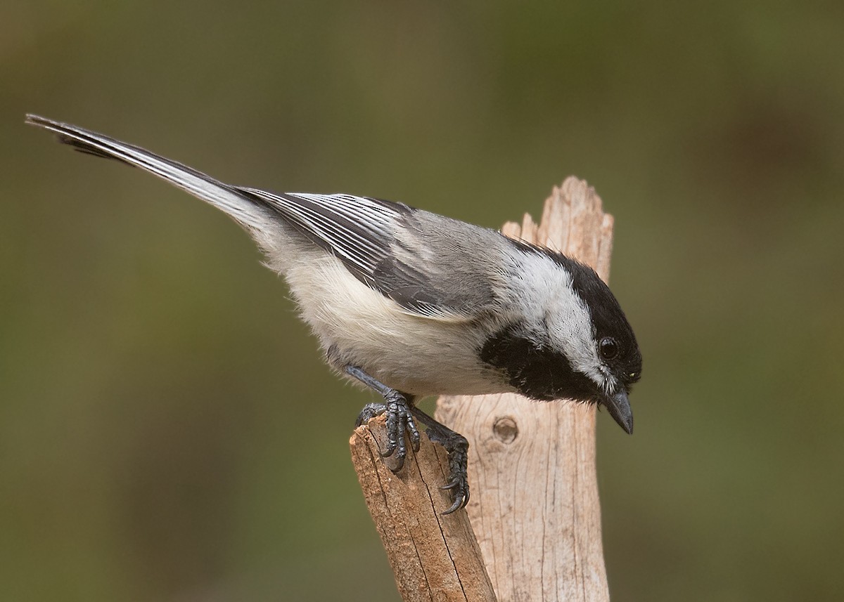 Black-capped Chickadee - ML461415561