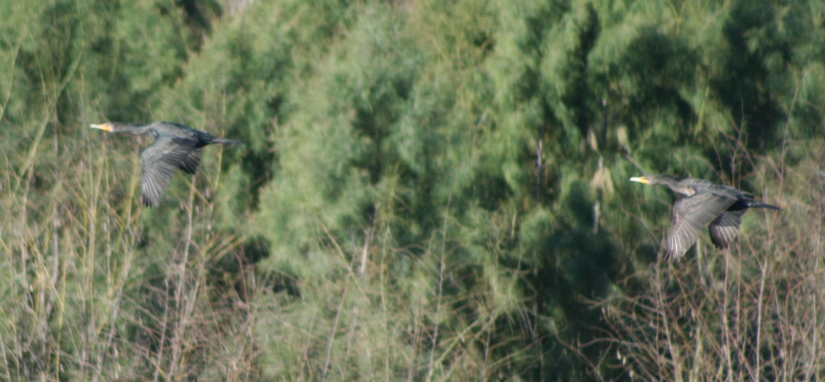 Double-crested Cormorant - ML46141561