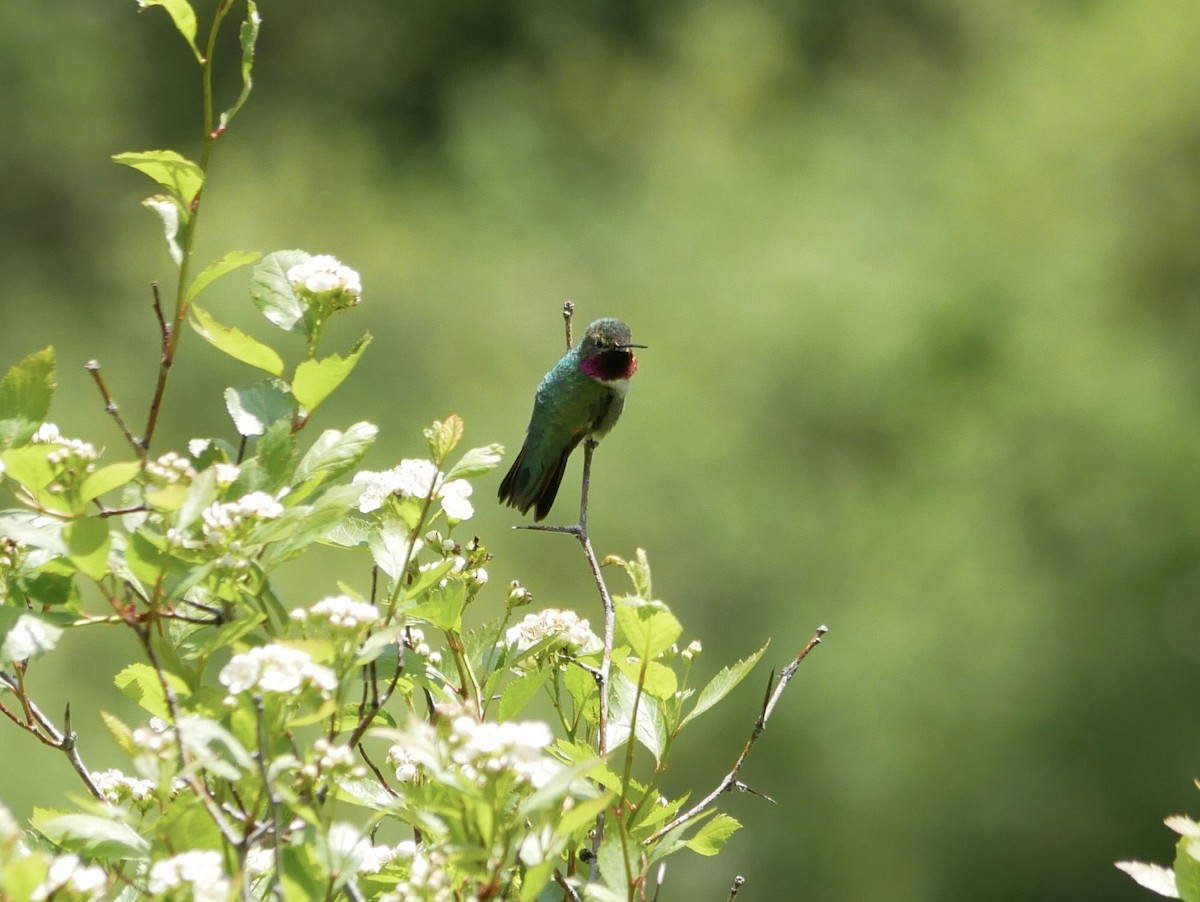 Calliope Hummingbird - Gail Smith