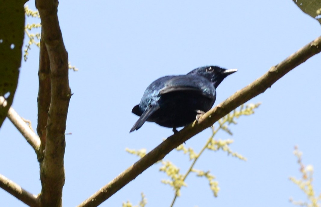 Purple-throated Cuckooshrike - ML461416721