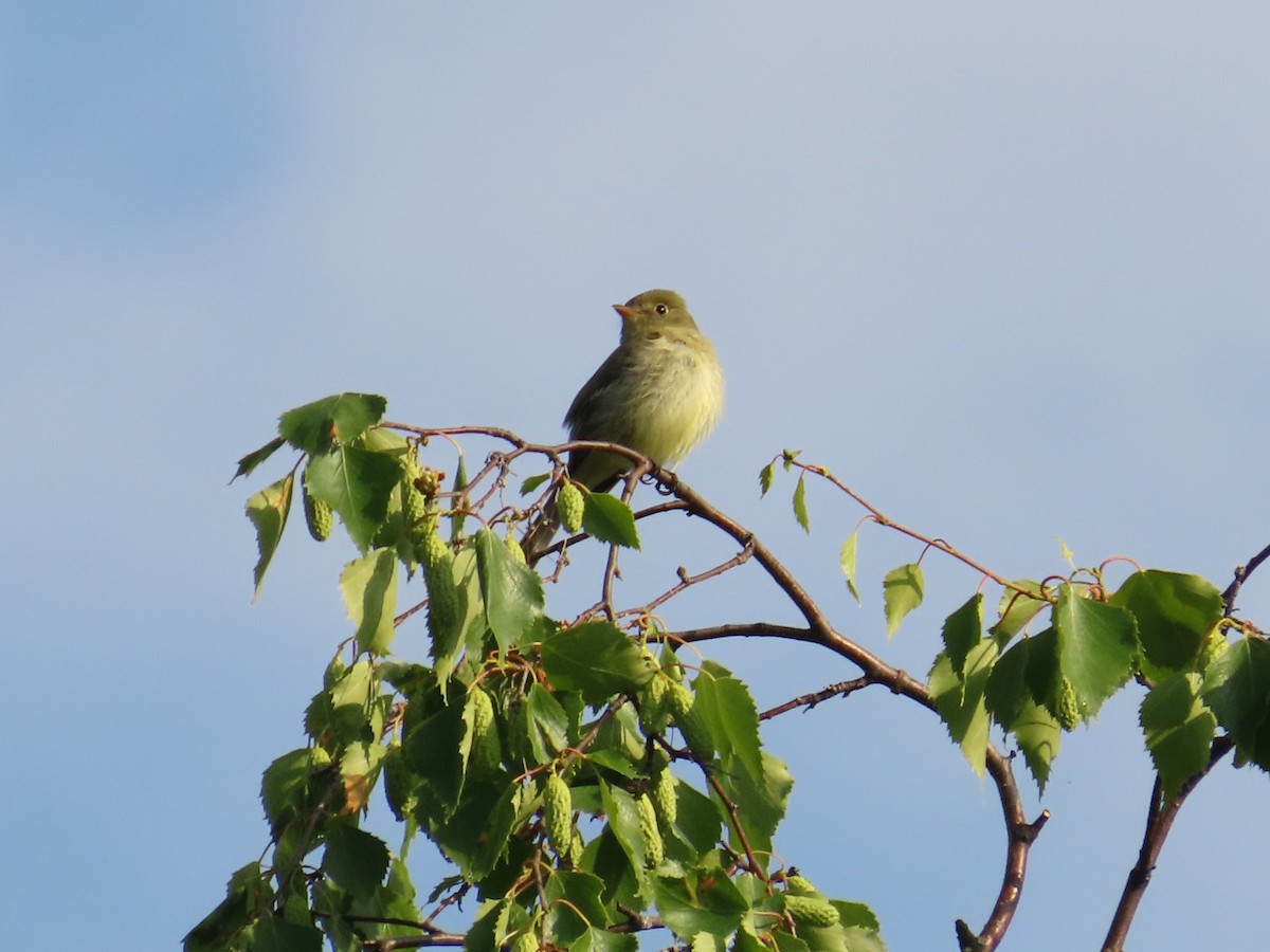 Yellow-bellied Flycatcher - ML461416911