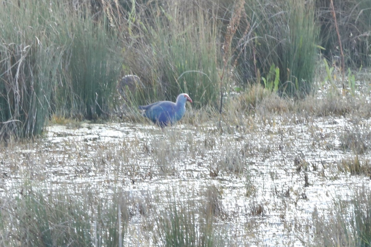 Gray-headed Swamphen - ML461421281