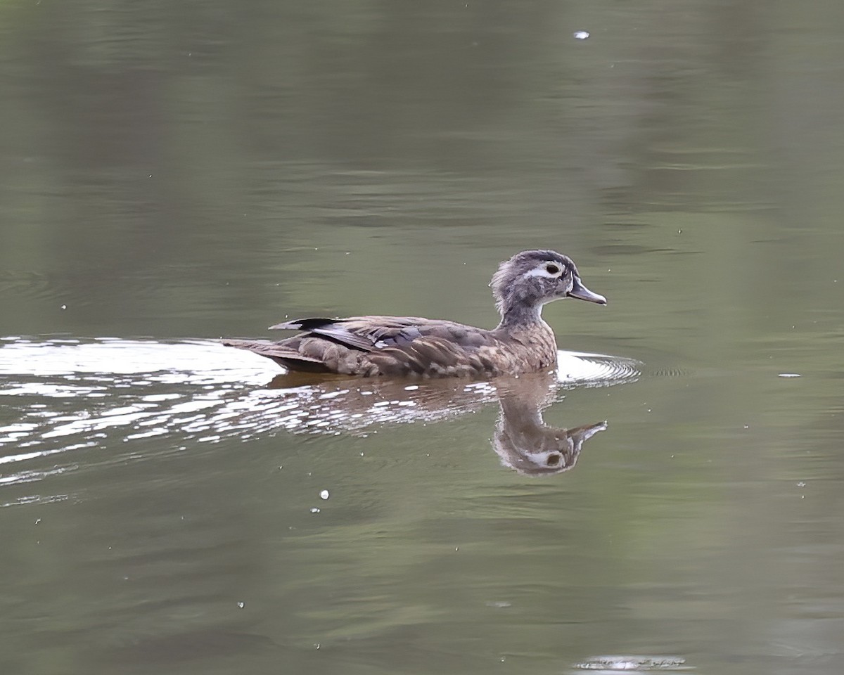 Wood Duck - ML461423481