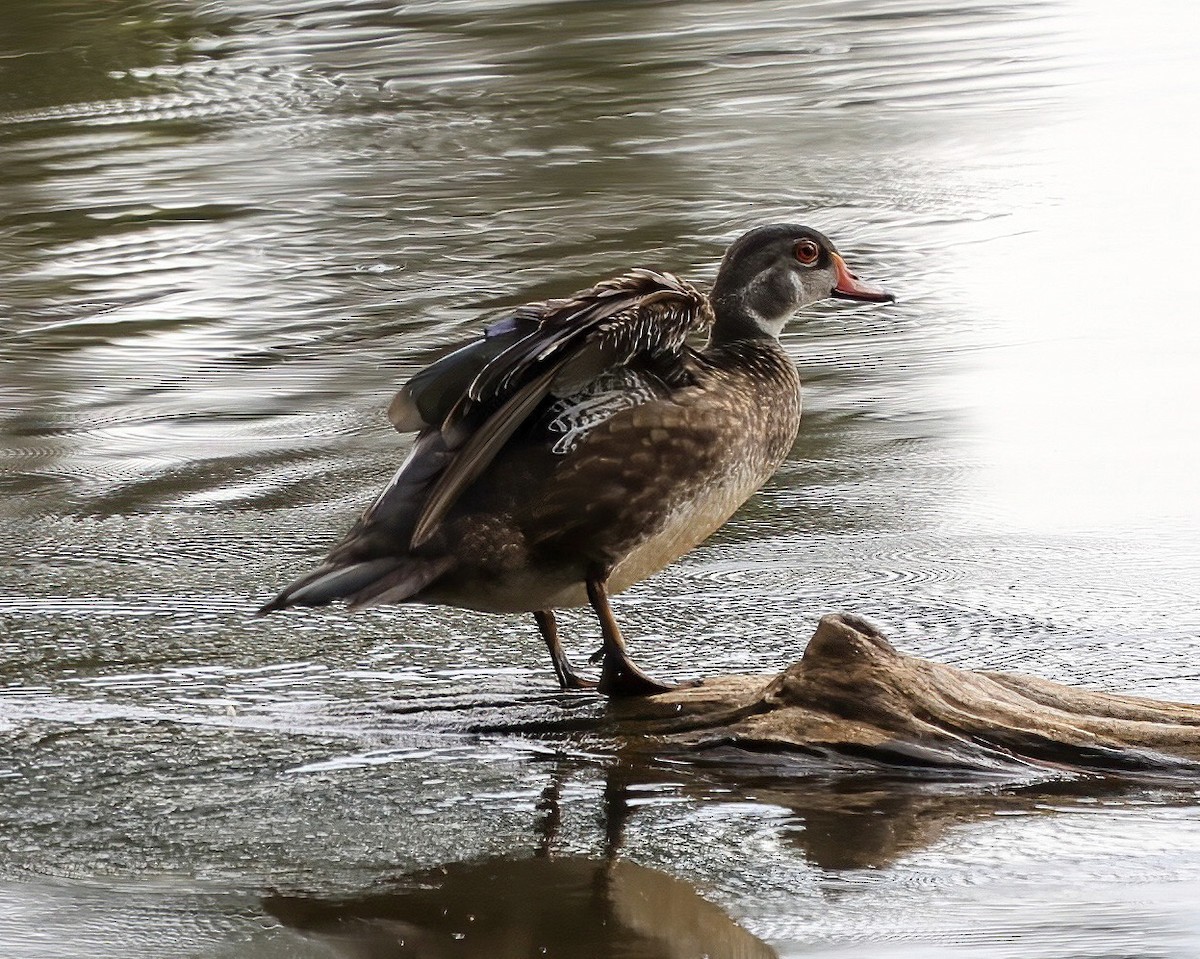 Wood Duck - ML461423491