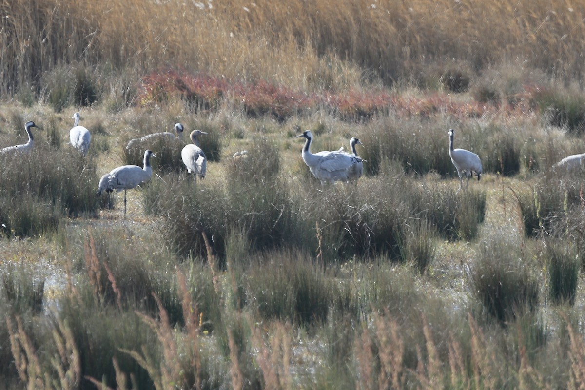 Common Crane - ML461423631