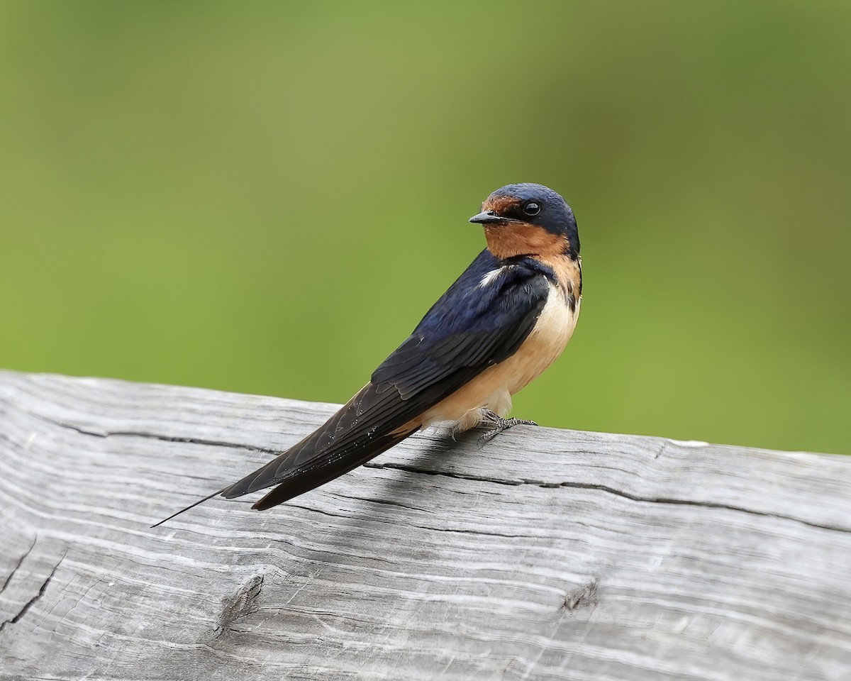 Barn Swallow - ML461423671