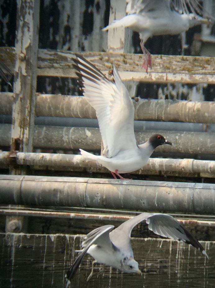 Gaviota Tijereta - ML461423771