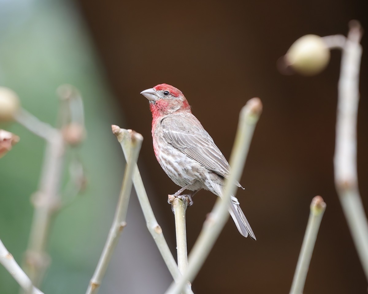 House Finch - ML461423791