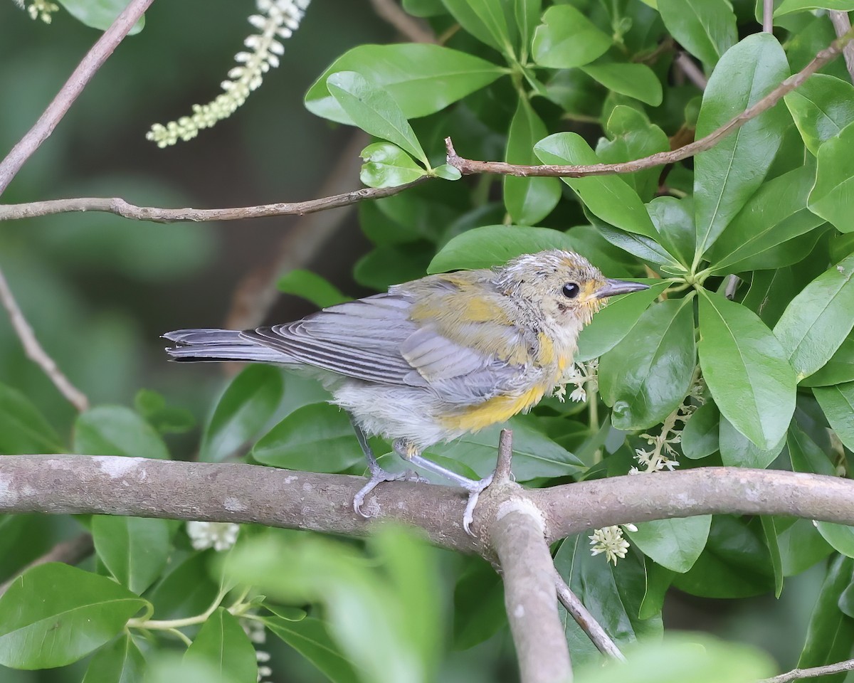 Prothonotary Warbler - ML461423841