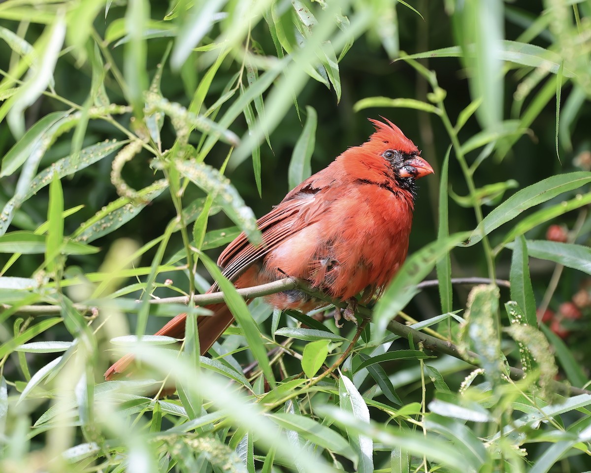 Northern Cardinal - ML461423891