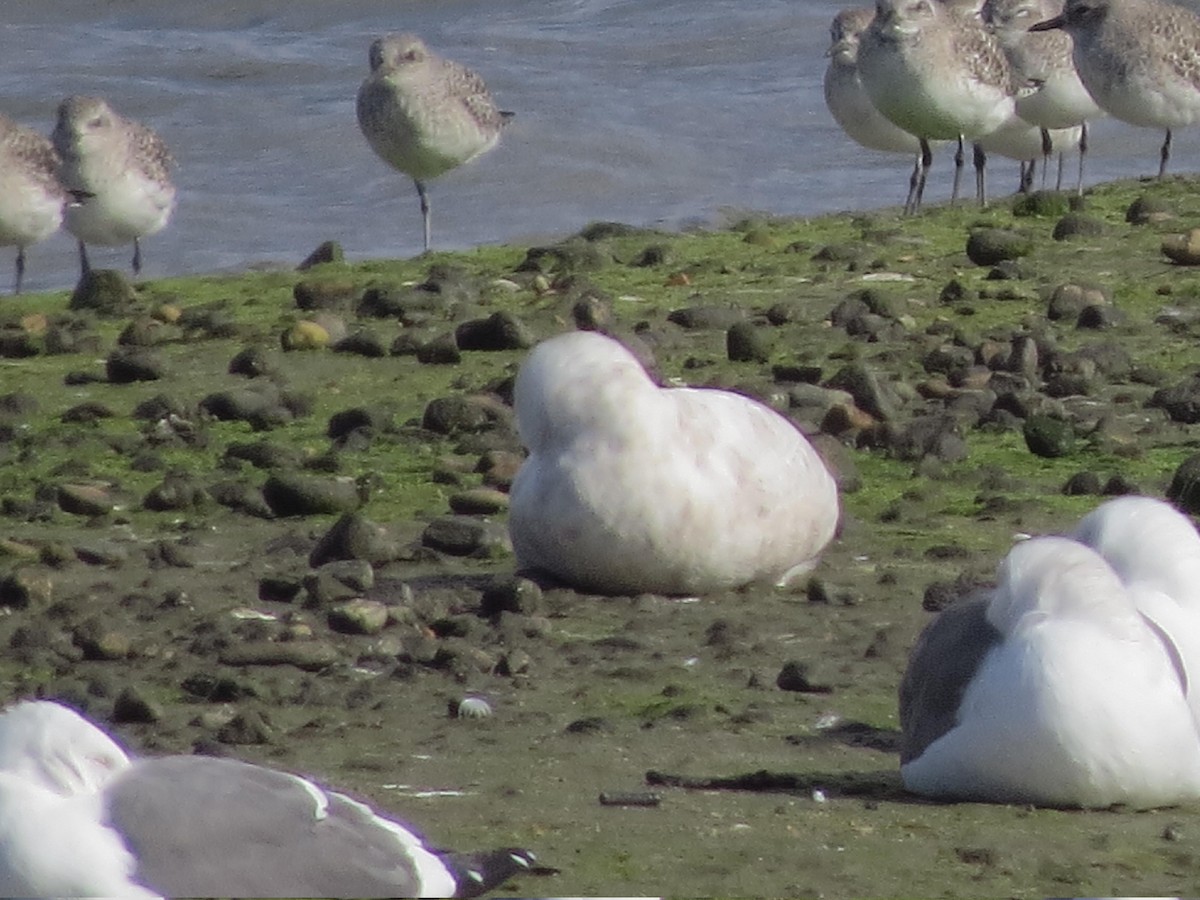 Glaucous Gull - ML46142391