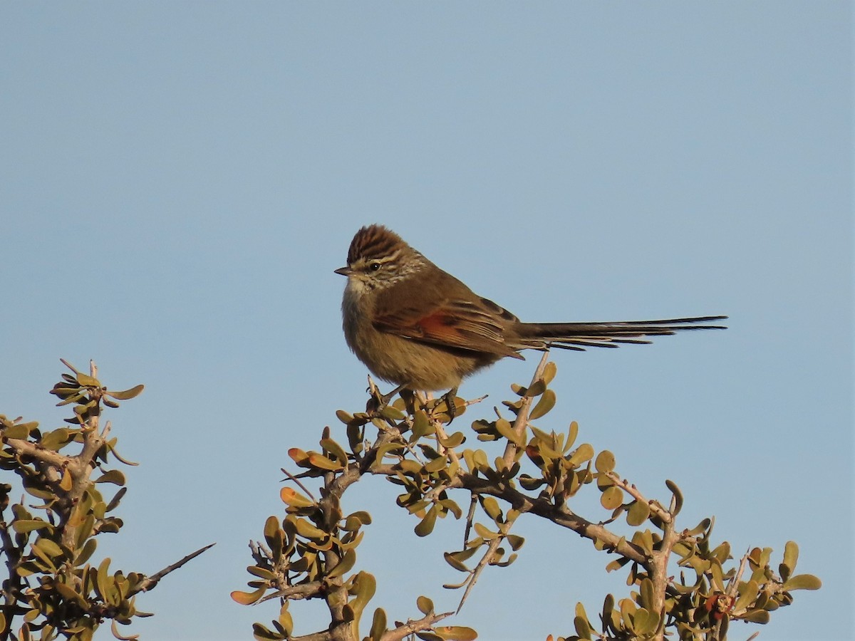 Plain-mantled Tit-Spinetail - Pierre Pitte