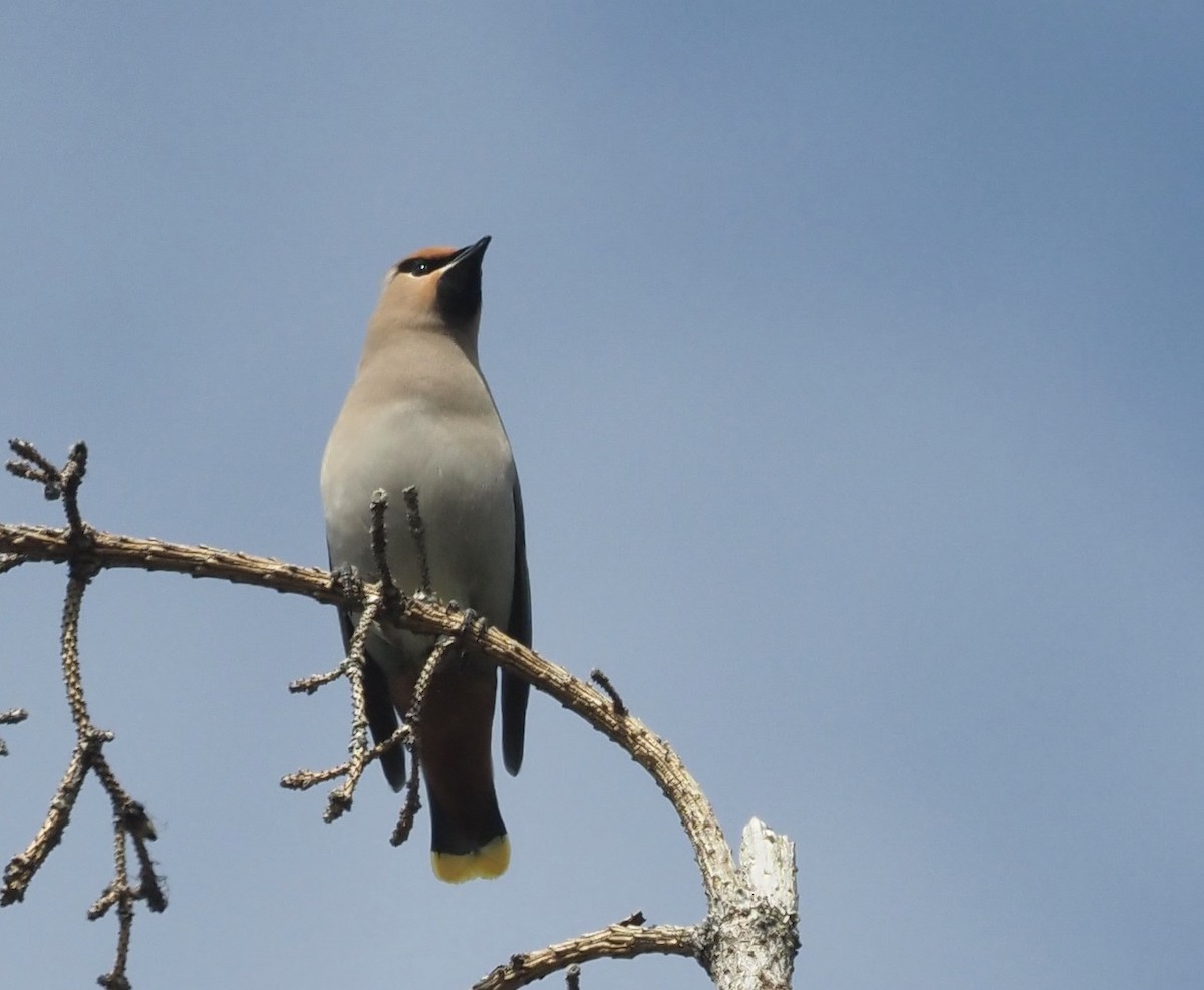 Bohemian Waxwing - ML461426441