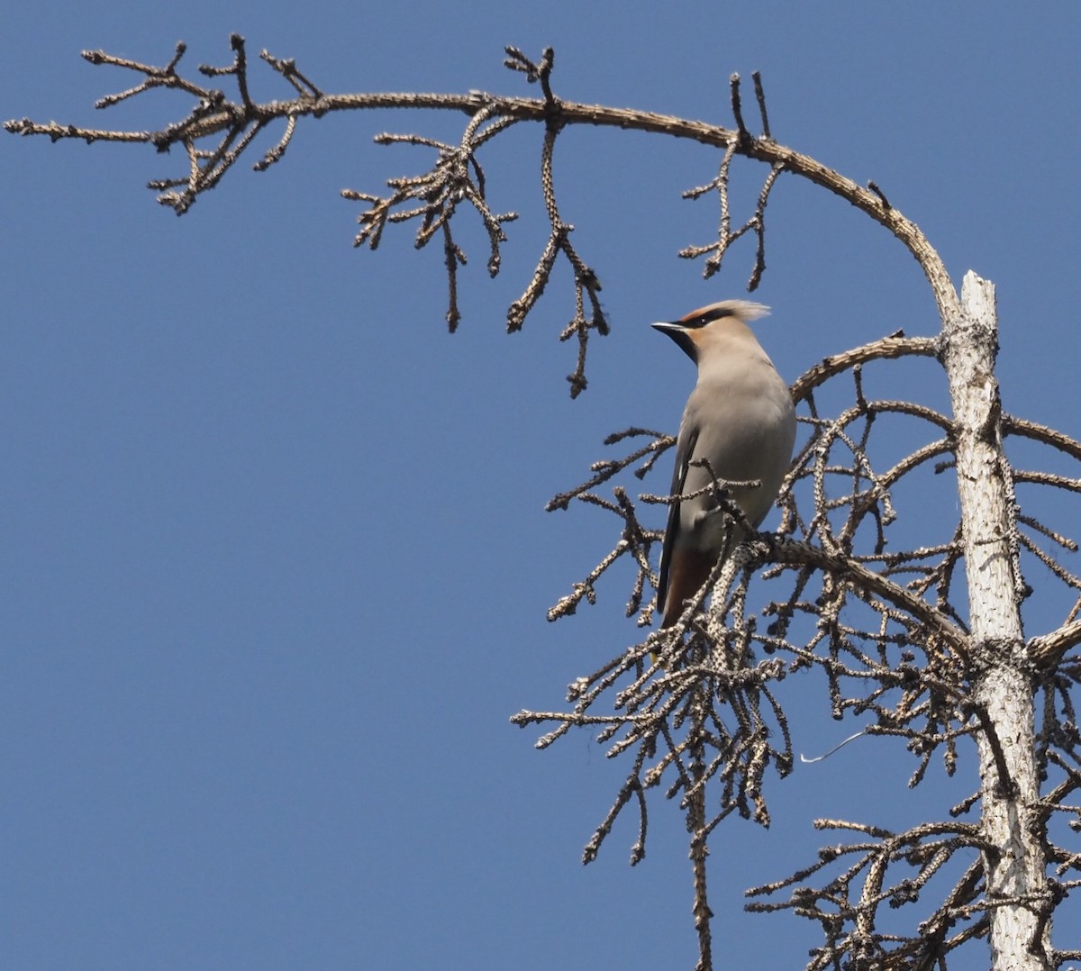 Bohemian Waxwing - ML461426491