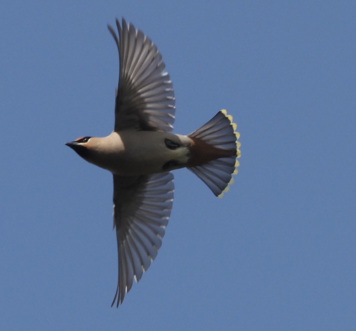 Bohemian Waxwing - ML461426531