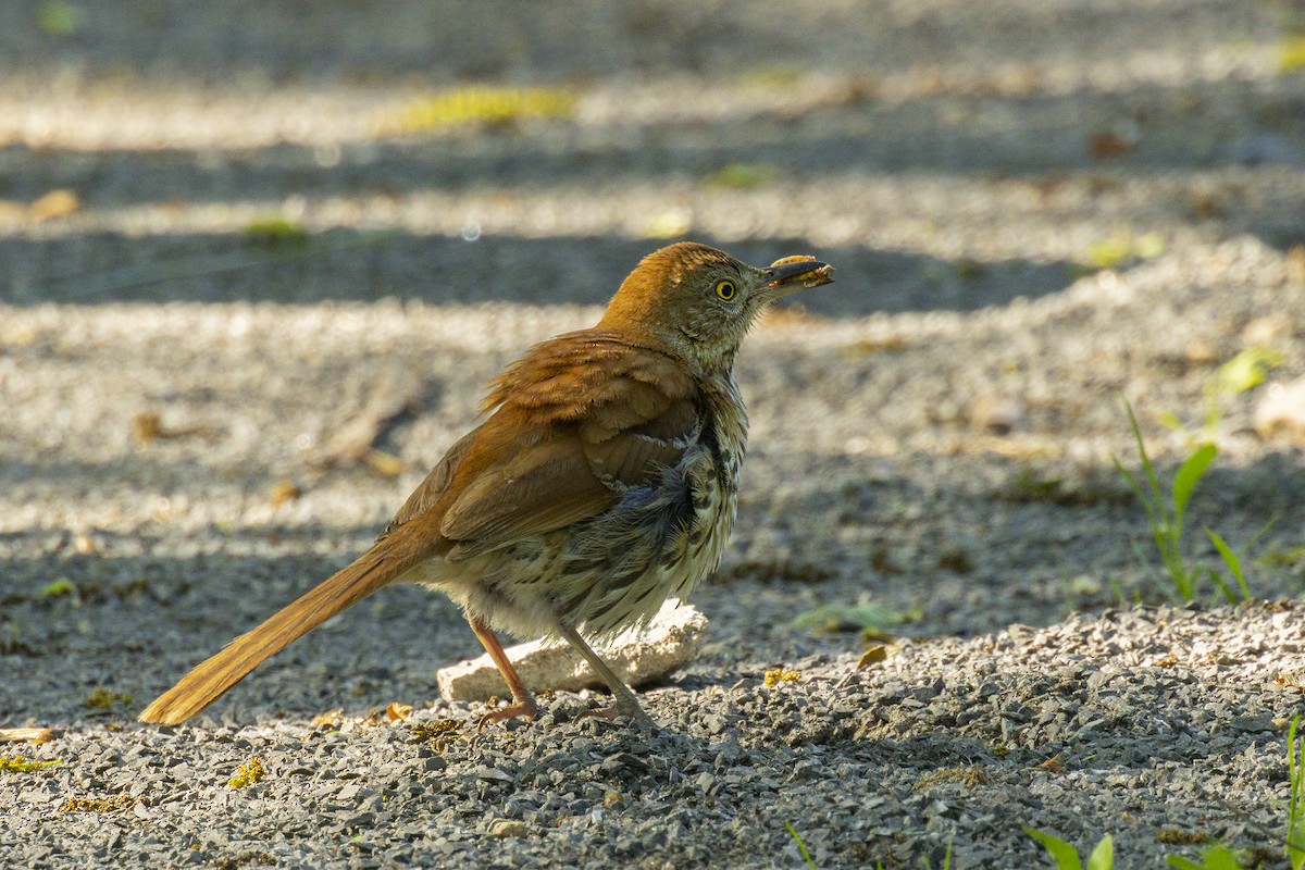 Brown Thrasher - Maurice Pitre