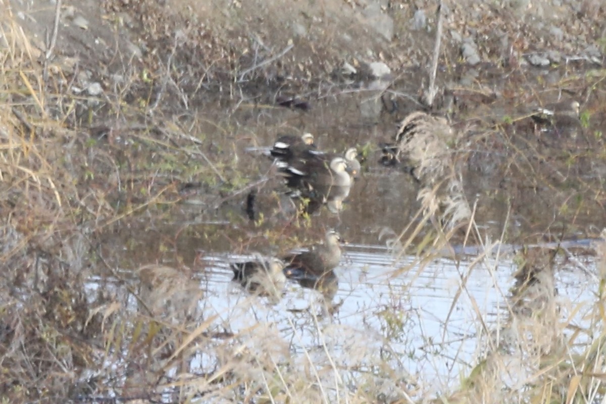 Eastern Spot-billed Duck - ML461427221