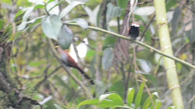 Squirrel Cuckoo - ML461427251