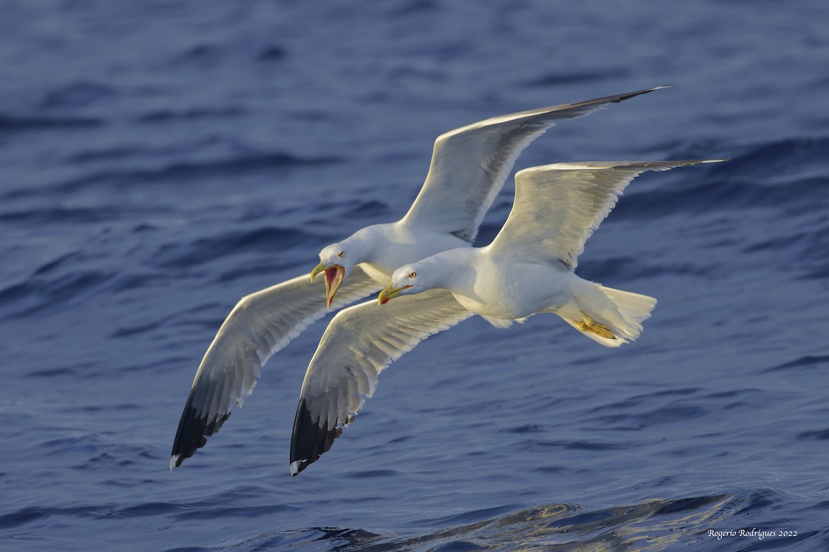 Yellow-legged Gull (atlantis) - Rogério Rodrigues