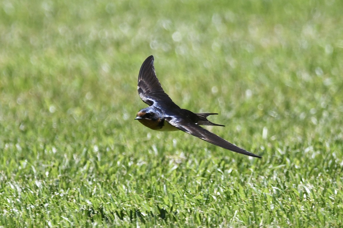 Barn Swallow (American) - ML461428391
