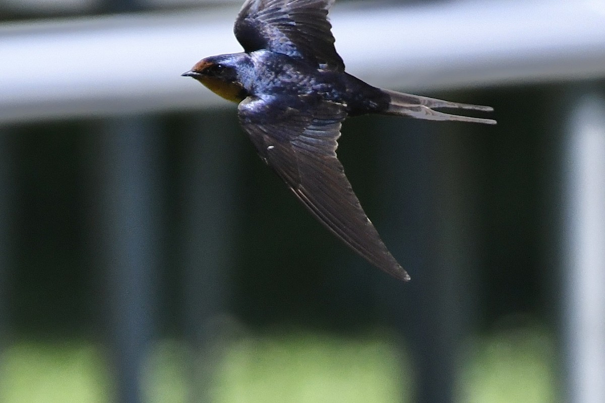 Barn Swallow (American) - ML461428411