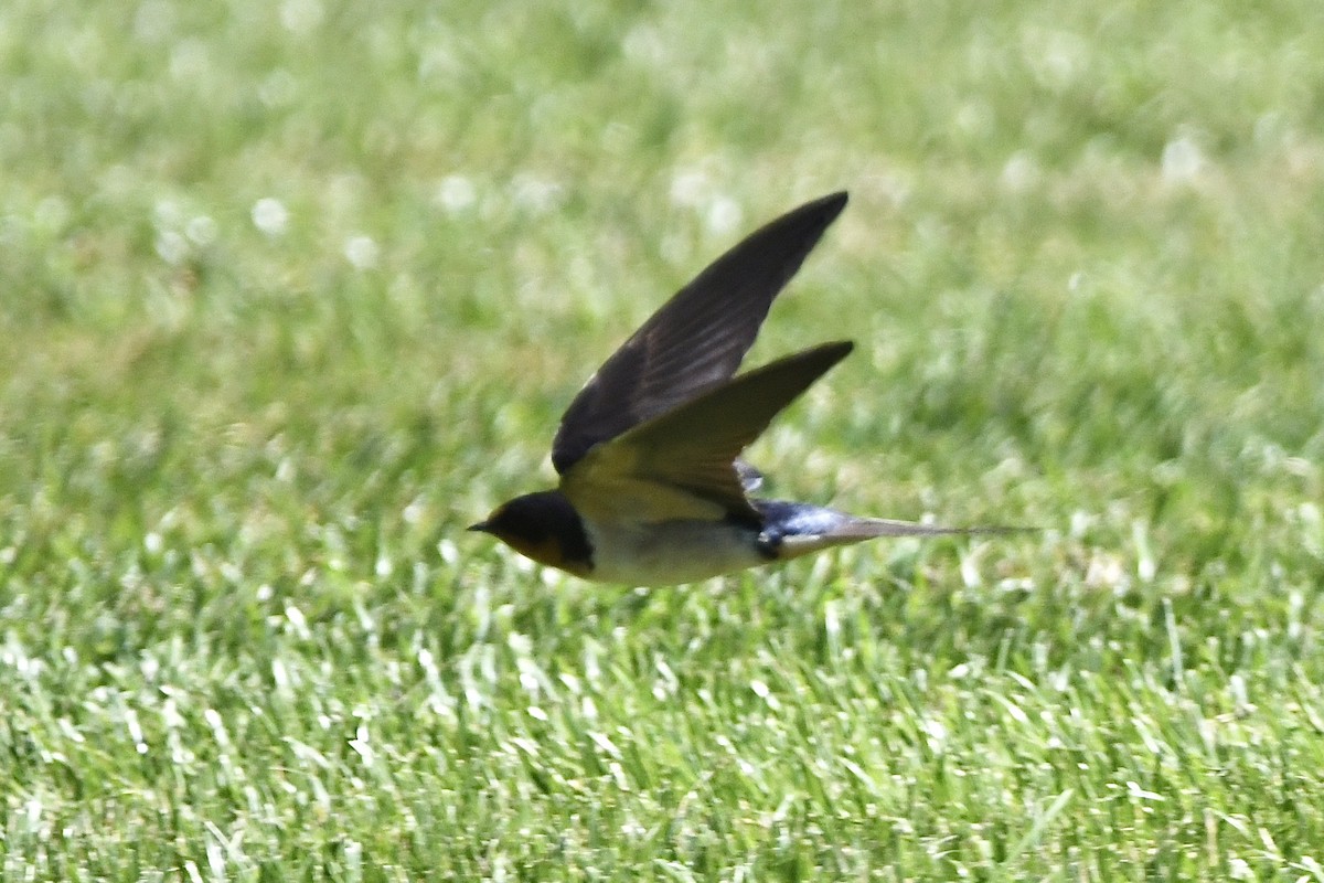 Barn Swallow (American) - ML461428421