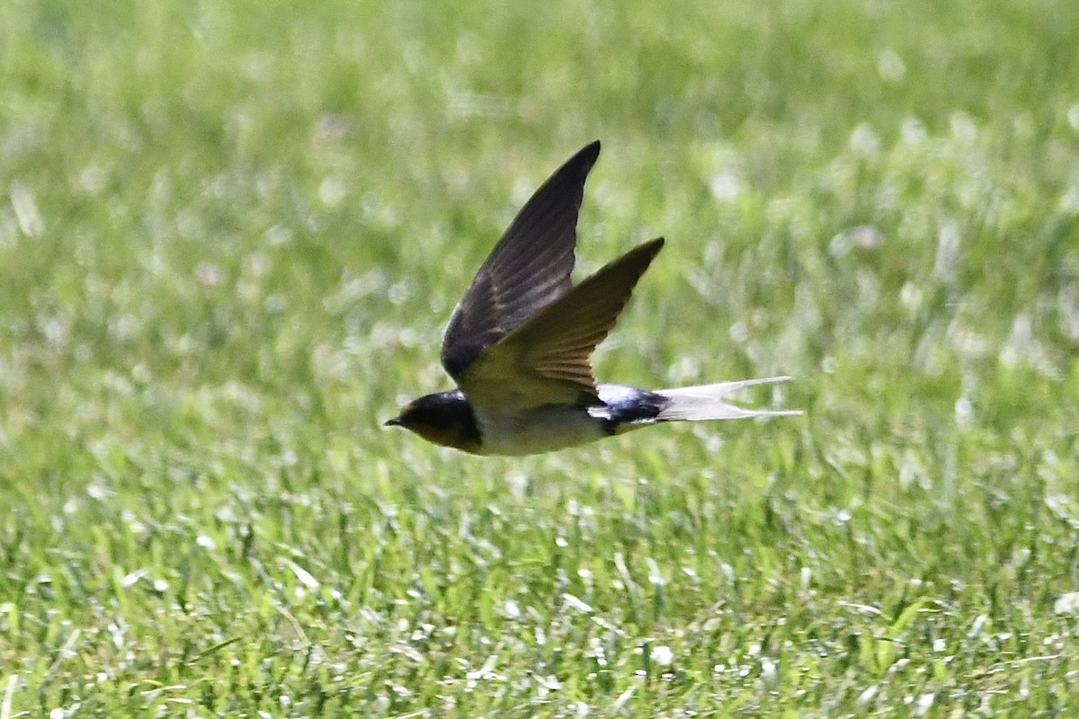 vlaštovka obecná (ssp. erythrogaster) - ML461428431