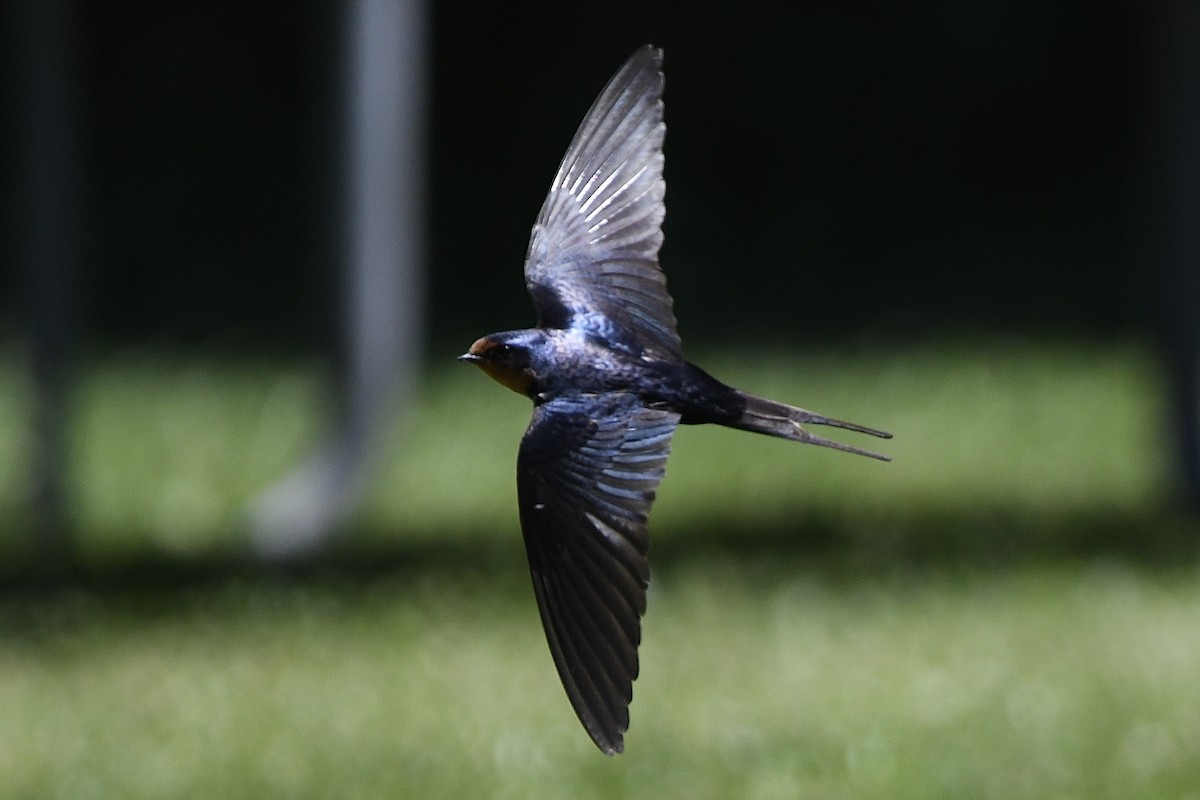 Barn Swallow (American) - ML461428441